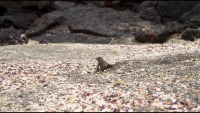 Выжить любой ценой