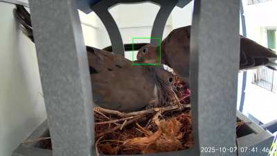 I have wild doves nesting on my porch!