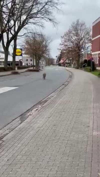 Das war angeblich heute in Lohne. Es scheint als hätte der Wolf sich sehr gut in die weite, unberührte Natur Deutschlands eingelebt.