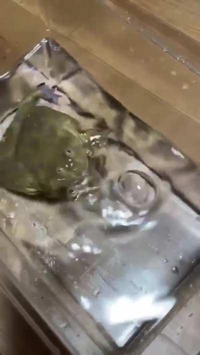 Blursed frog