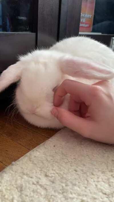 My little cotton ball