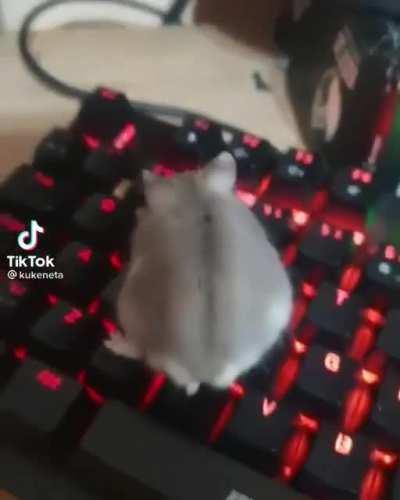 finalmente les presento al jujer definitivo