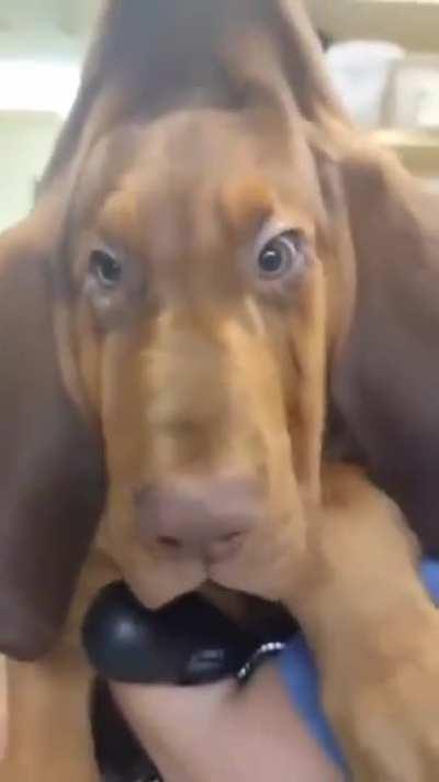 Playing peek-a-boo with a hound be like...