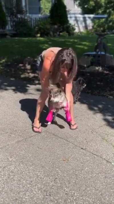 Disable Dog Going for a walk First Time