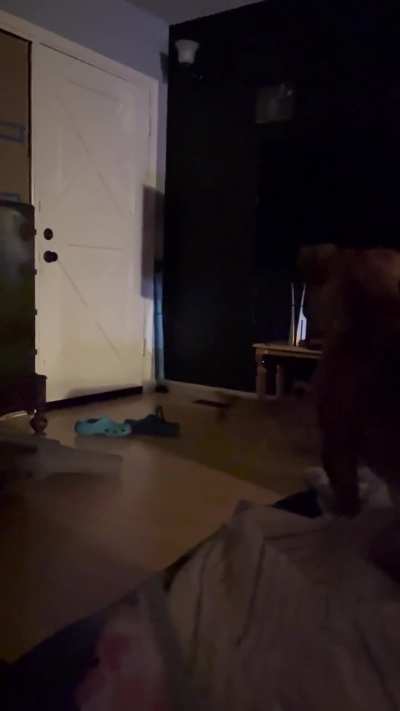 This little guy is so sweet 😍 figured out the chaise is sloped and his ball will roll down onto the seniors ramp, therefore rolling further. He’s clever little bugger.