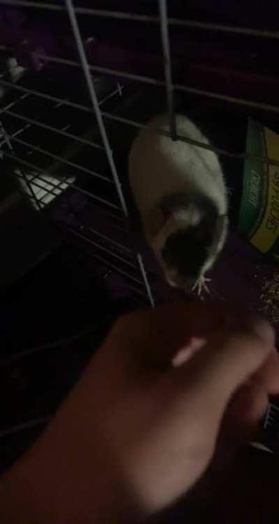 Hello baby, do you want more pets? Yeah? -WOAH!