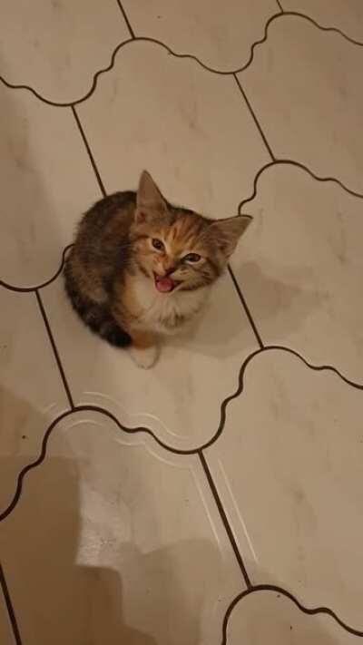 Jazz protesting dinner portion sizes!