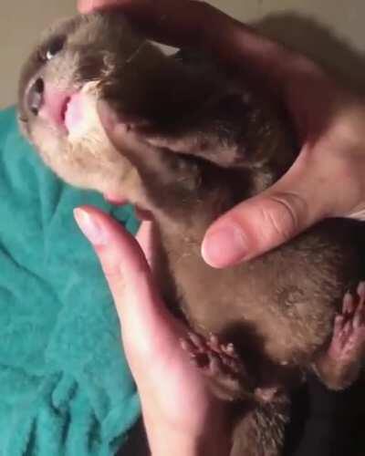 Baby otter
