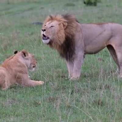 LiOn CuB KiLLs FaThEr WiTh KiSs Of DeAtH DefEnDiNg MoThEr FrOm MoRe VeRbAL aBuSe!!!!