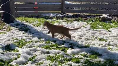 He kept wanting to get out, so as it got warmer in Texas, I let him out. Cold hard truth my dude! He’s fine by the way, not against his will!