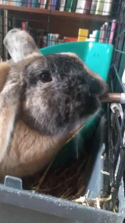 Caramel drinking water