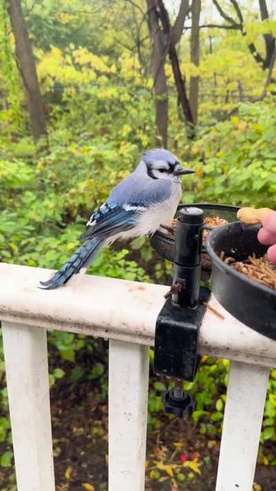 Odd (?) Blue Jay behavior?