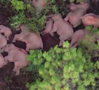 I was worried for second, but this is a video of a herd of Elephants sleeping! Phew!
