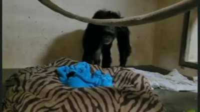 There was a baby chimp born at The Sedgwick County Zoo, the baby had to be put on oxygen for a few days. This is the moment mommy and her baby reunited again