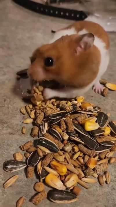 Hamster’s dinner time