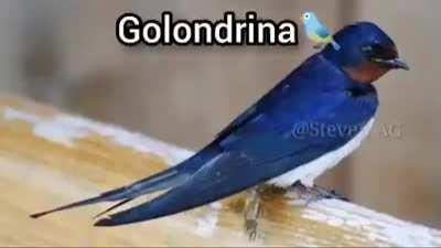 Temardo y además god