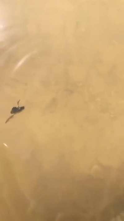 Let's see what's hiding in this pond.