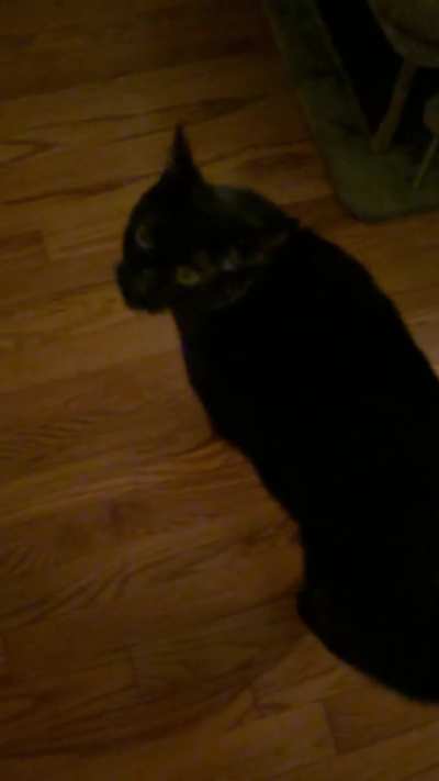 My big boy has a croaky meow