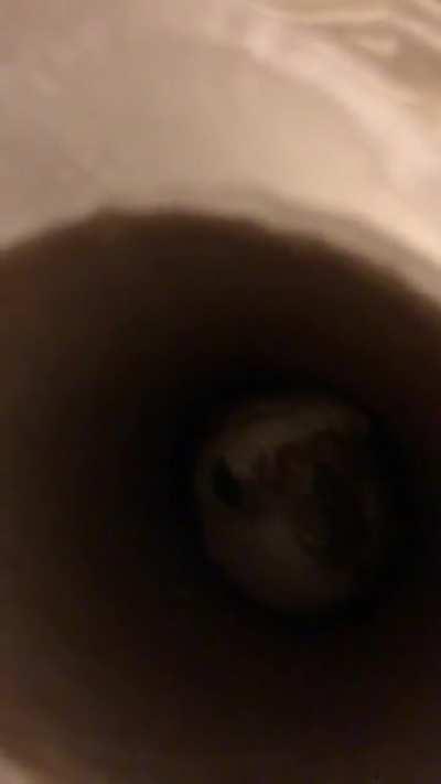 Birds party in mysterious ways