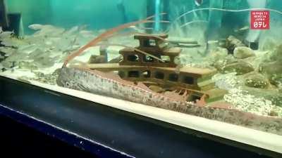 Deep sea fish captured alive