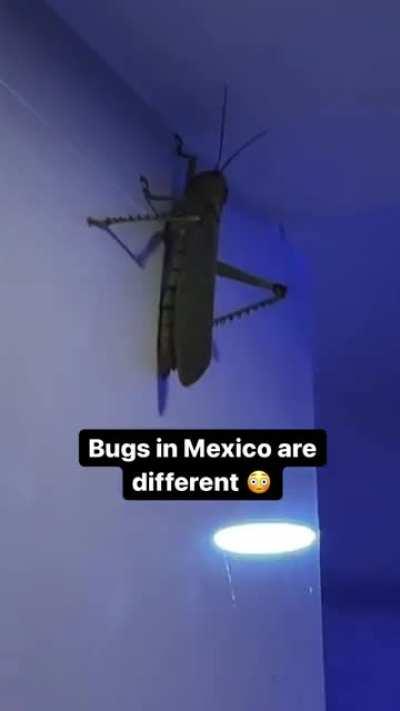 An absolute unit of a grasshopper