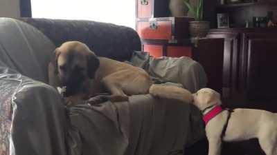 Your tail? No- my chew toy.