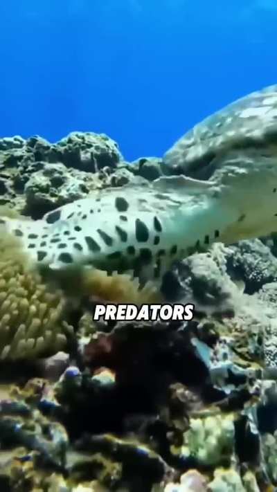 Why clownfish are not afraid of human hands?