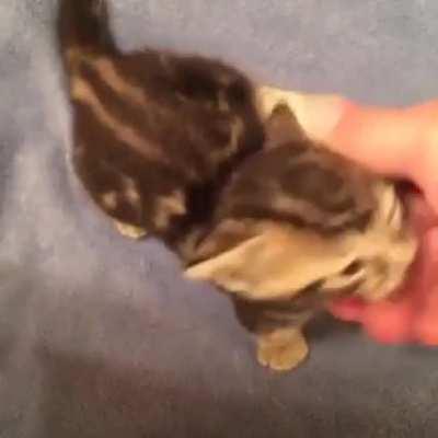 At around 7-10 days after birth, kittens open their eyes for the very first time.