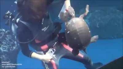 She has no time for the turtle shenanigans