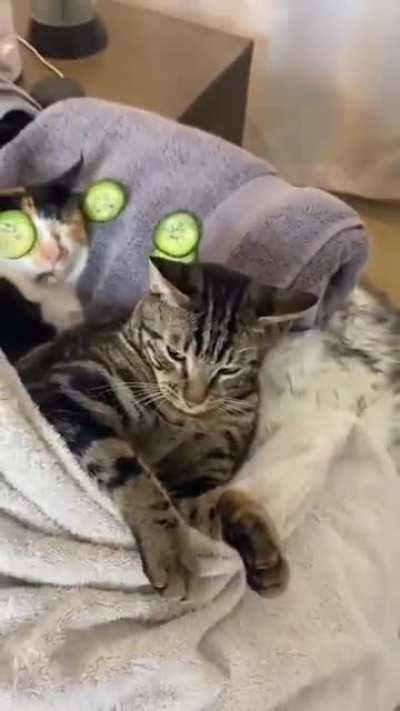 Cats enjoying their spa