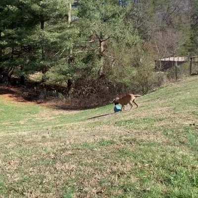 Henry, the happiest Great Dane puppy!