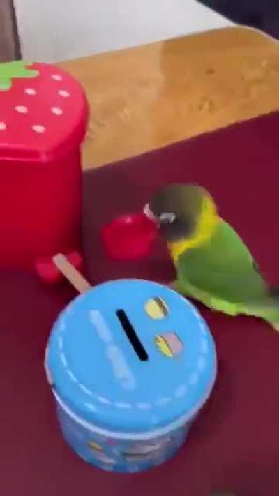 This bird is smarter than many humans