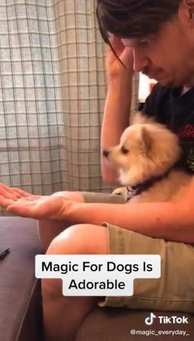 Dogs love magic. What else can I say?