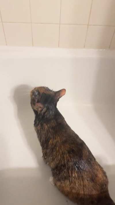 I was told to post this here. She loves hot showers.