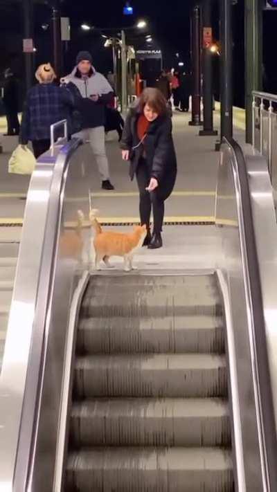 To go down using the escalator