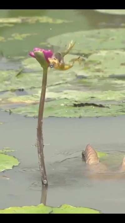 ð¥ I was expecting the frog to be eaten by a pike. This frog has knowledge of aerodynamics.