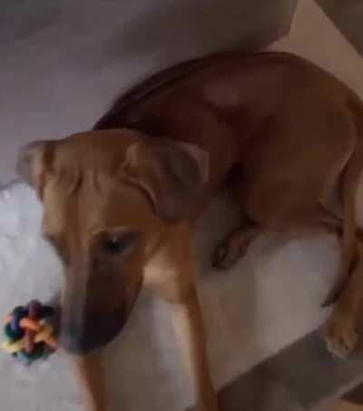 Собака съела товар.