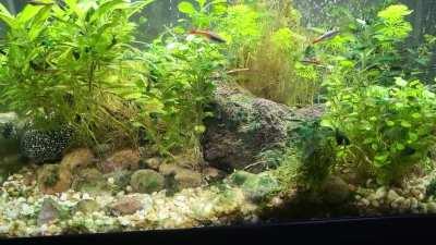 Anyone else find that having pets helps them deal with the stress of life with our condition? Besides my dog, I have these guys.