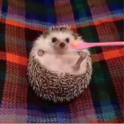 How yummy turns a frowning hedgehog into an interested one.