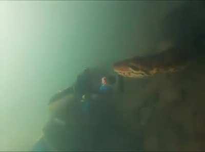 Diver encounters an absolutely gigantic anaconda in a brazilian river