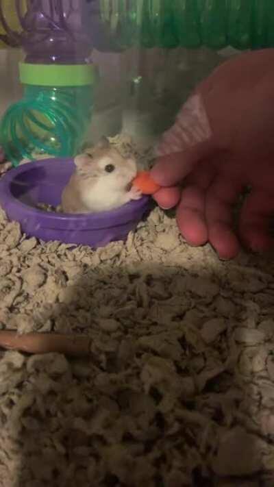 I still haven’t named him, and he’s super timid and runs for cover at any scare, but today I got him to eat from my hand.