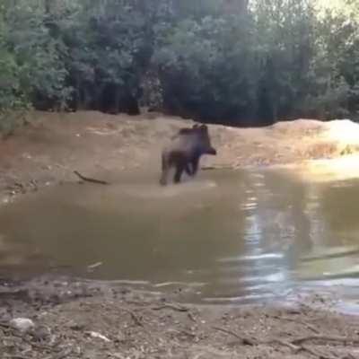 Умный кабанчик