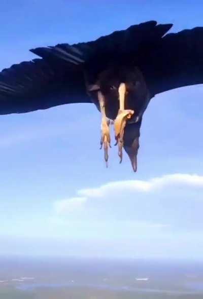 Paraglider meets a black vulture