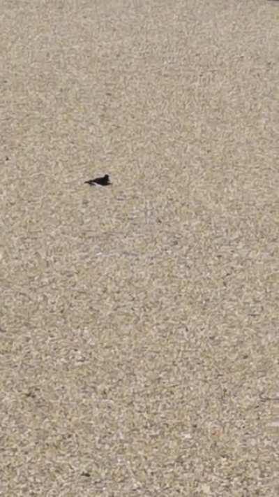 The famous Assen bird again enjoying the warm-up today (right in front of us)