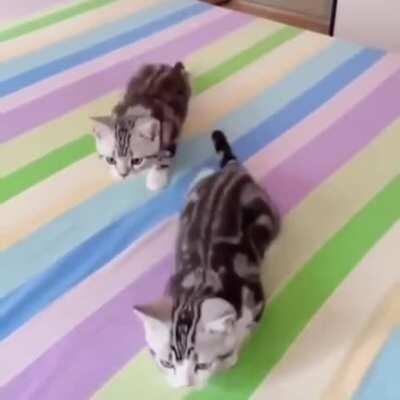 Launch sneak attack in 3, 2, 1...