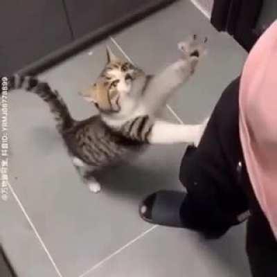 sIck aRsE flATteN hUnGrY cAt fAce