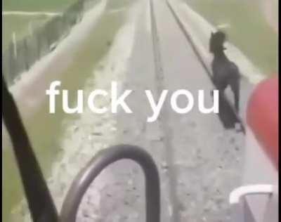 Lil horse running for his life 💀