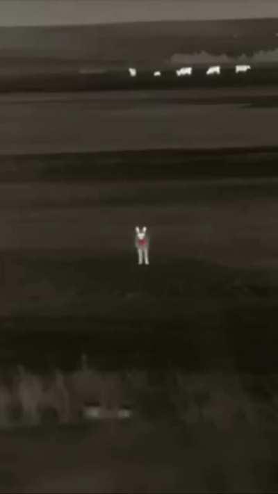 Farmer Protecting His Cattle Uses Night Vision To Bag 65 Coyotes In One Night