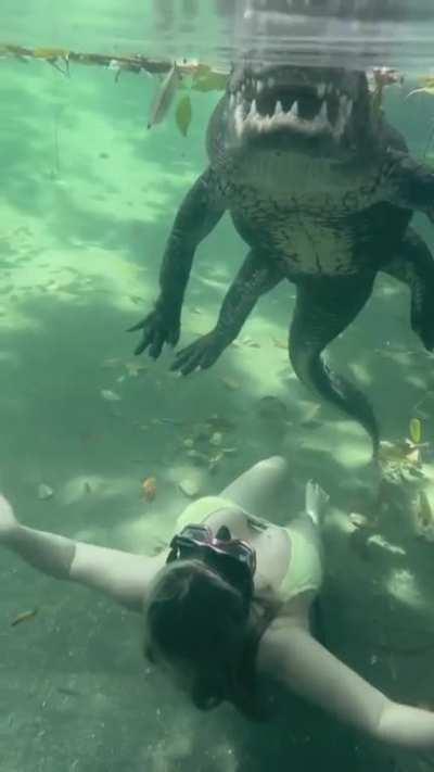 Swimming with a dangerous alligator in Florida