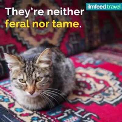 Meet GLI ! The protector of Aya Sofiya